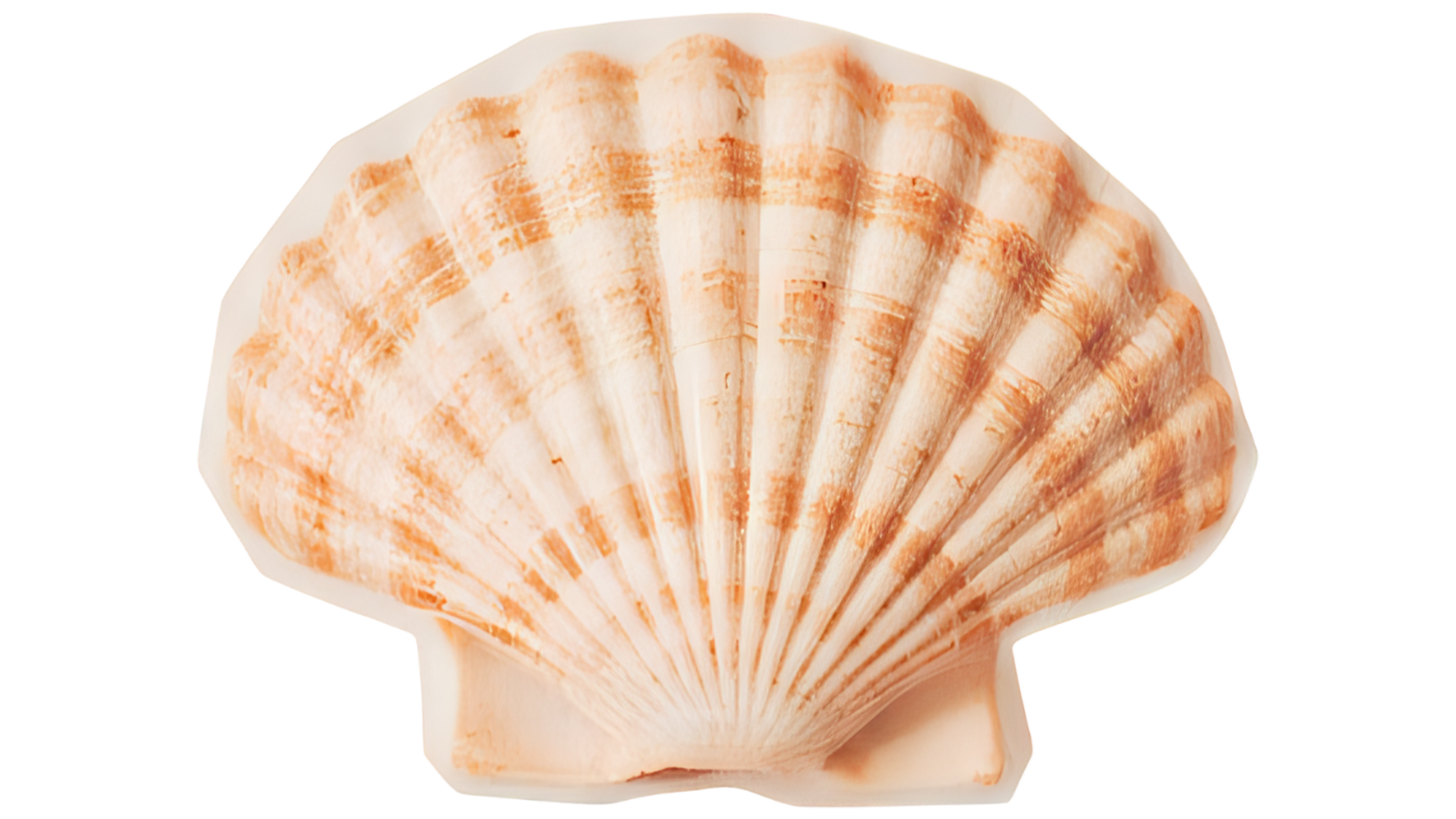Concha